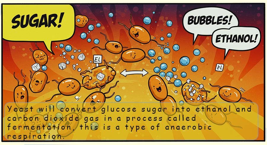 Yeast cells feeding on sugar to make carbon dioxide and ethanol in a process called fermentation.